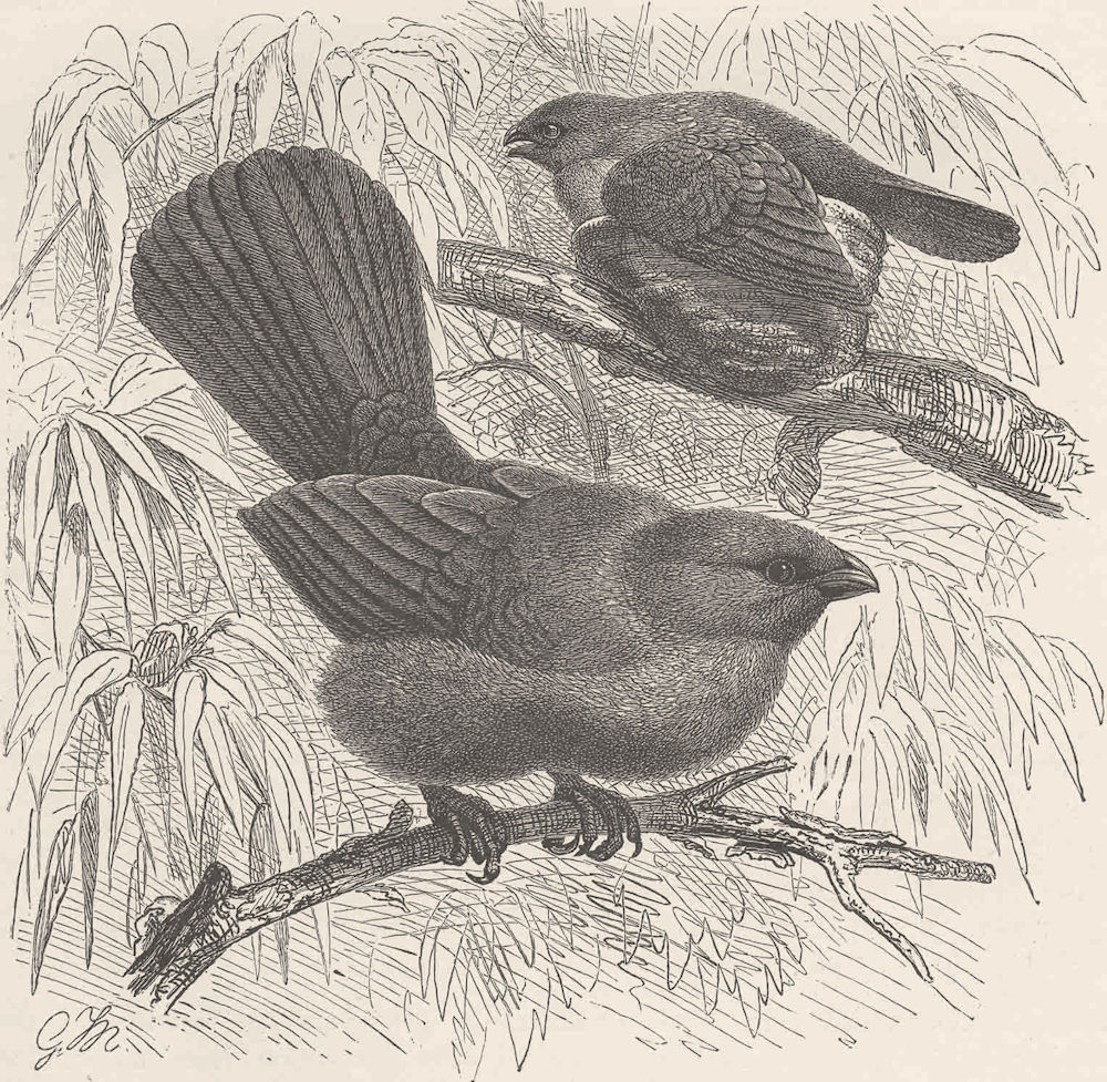 PERCHING BIRDS. Grey Struthidea 1894 old antique vintage print picture