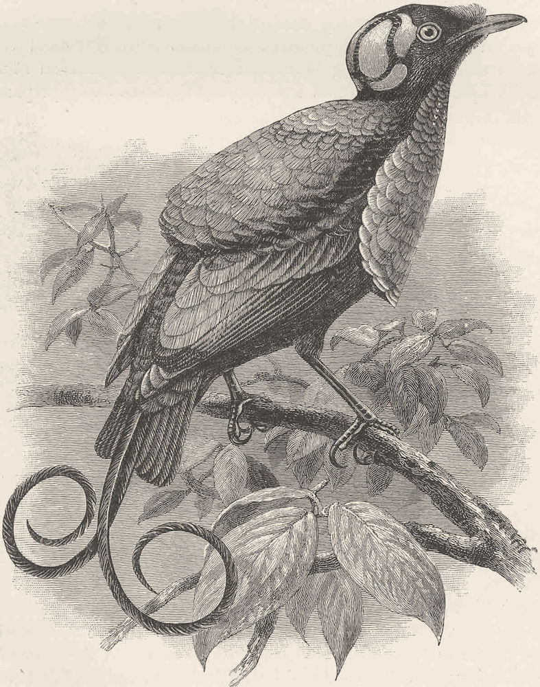 PERCHING BIRDS. Wilson's bird of paradise  (Guillemard Marchesa cruise) 1894