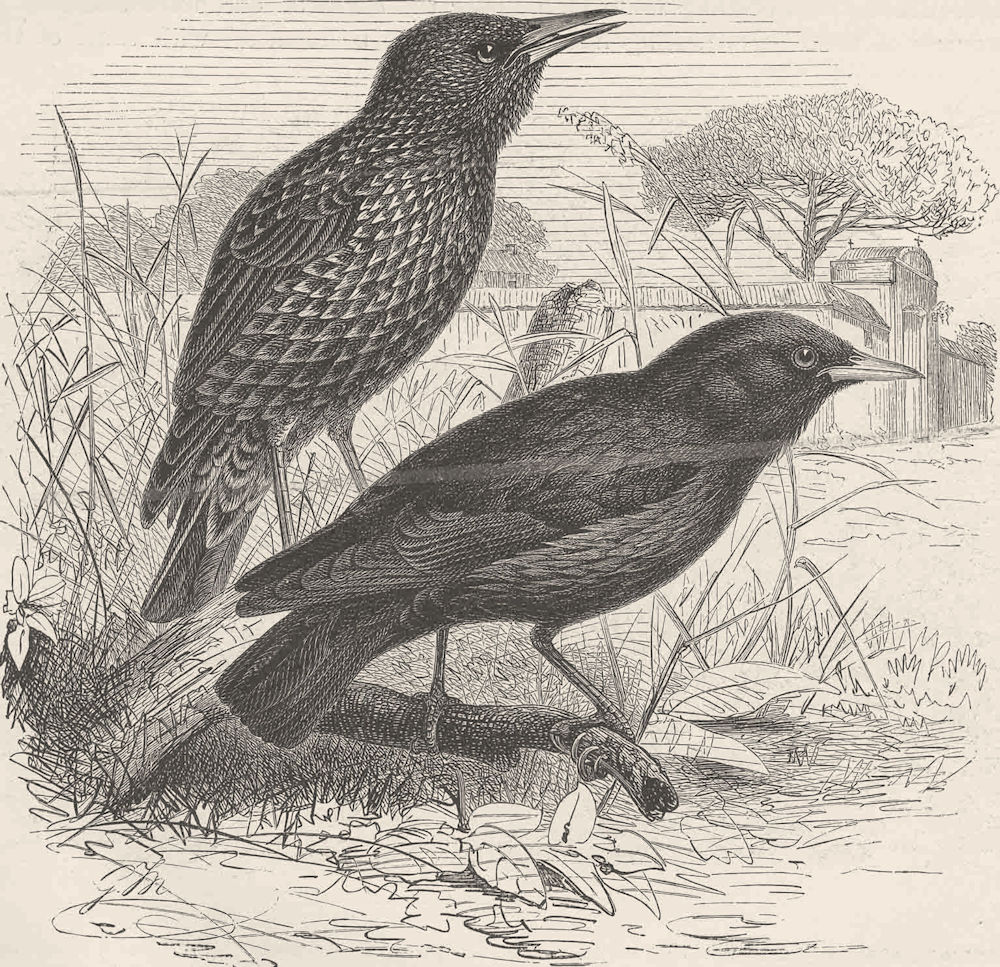 PERCHING BIRDS. Common and black starling 1894 old antique print picture
