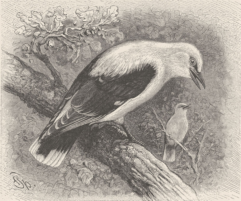 PERCHING BIRDS. The golden oriole 1894 antique vintage print picture