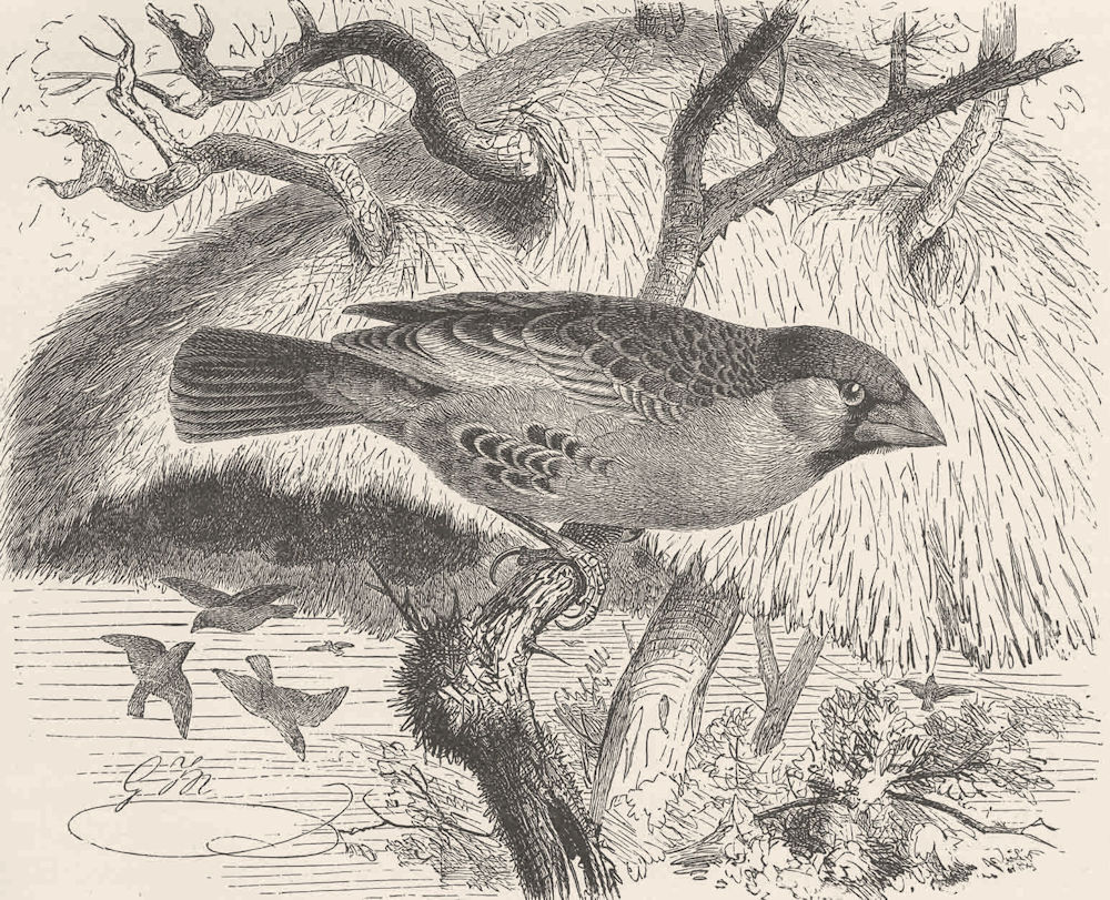 PERCHING BIRDS. Sociable weaver-bird 1894 old antique vintage print picture