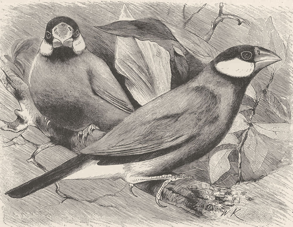 PERCHING BIRDS. Java sparrow 1894 old antique vintage print picture