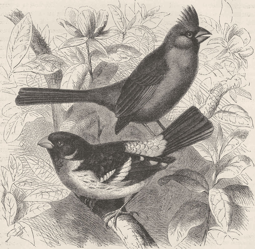 PERCHING BIRDS. Red cardinal & rose-breasted grosbeak 1894 old antique print