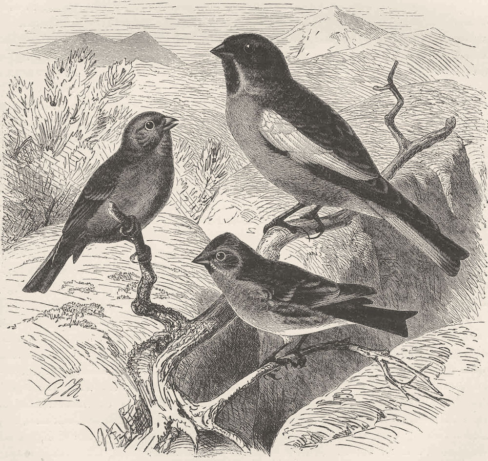 PERCHING BIRDS. Citril finch, snow-finch & lesser redpoll 1894 old print