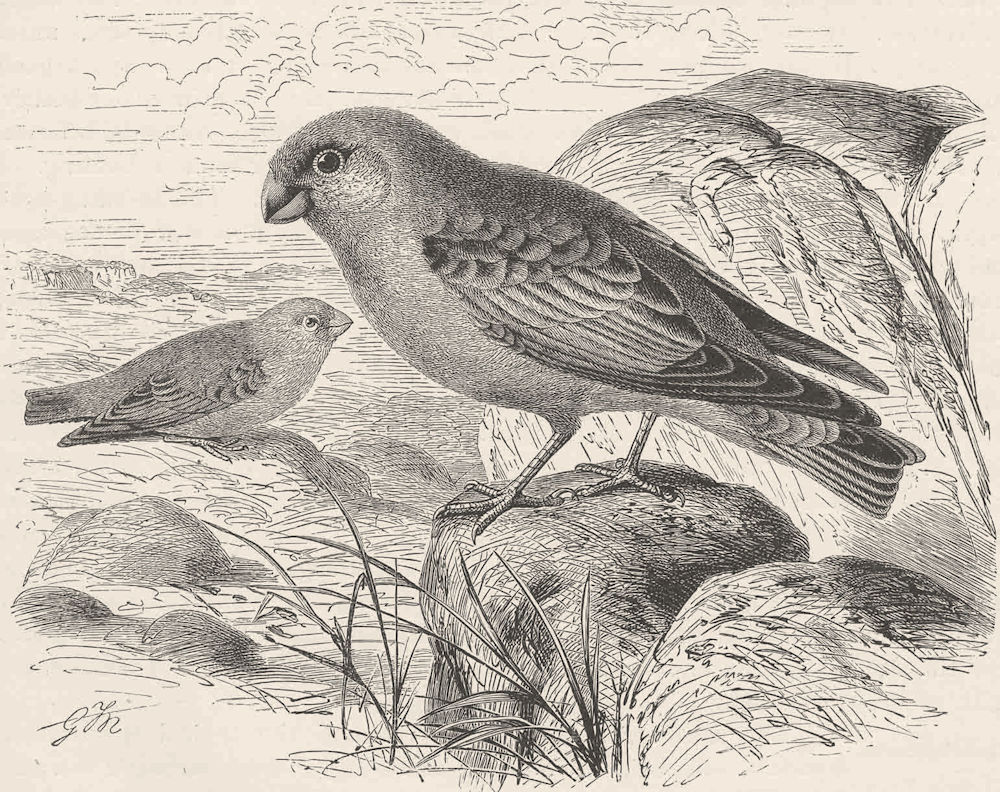PERCHING BIRDS. Desert-finch 1894 old antique vintage print picture