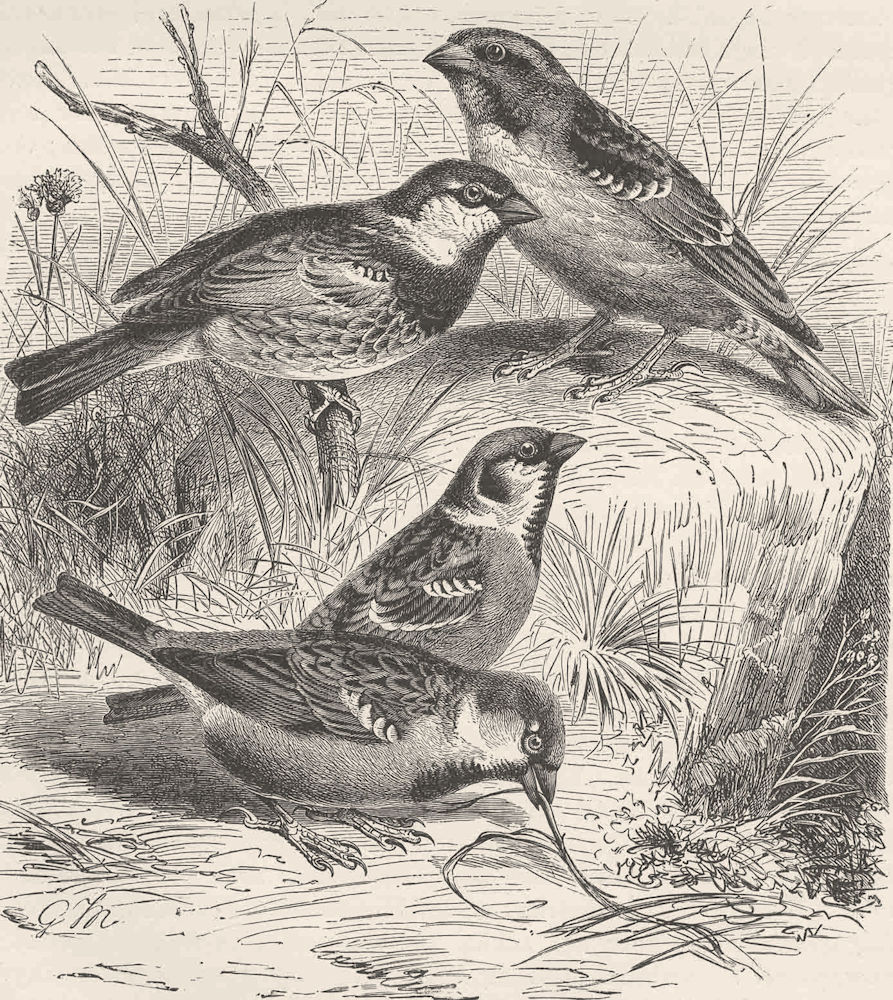 SPARROWS. Rock-sparrow, Spanish sparrow, Tree-sparrow & House-sparrow 1894