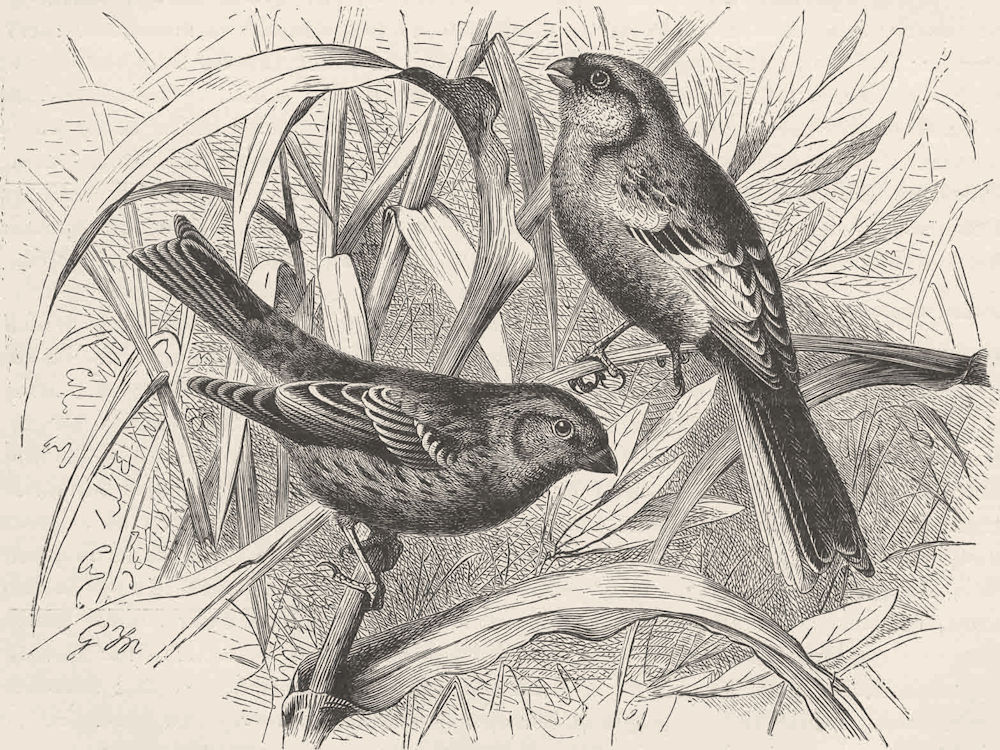PERCHING BIRDS. Scarlet & Siberian grosbeaks 1894 old antique print picture