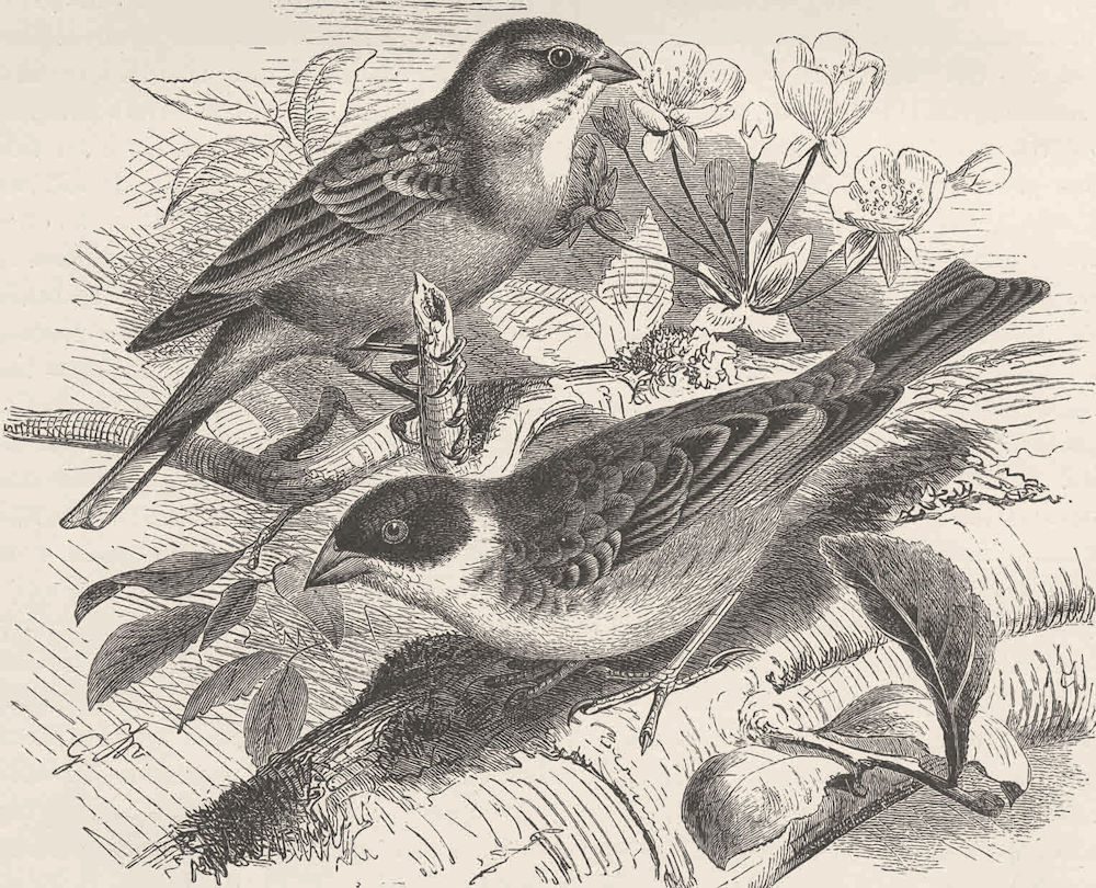 PERCHING BIRDS. Ortolan bunting & black-headed bunting 1894 old antique print