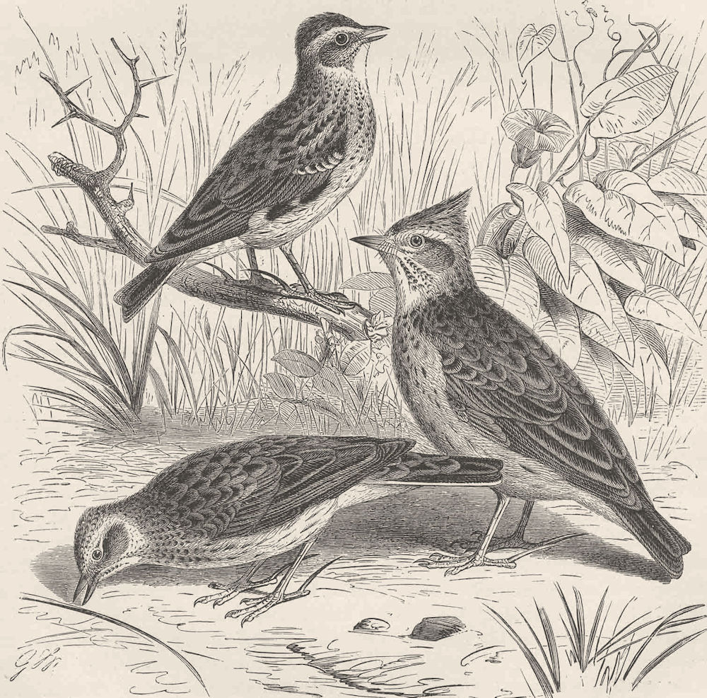 Associate Product PERCHING BIRDS. Skylark, woodlark & crested lark 1894 old antique print