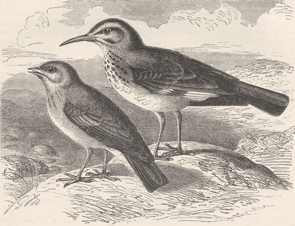 PERCHING BIRDS. African finch-lark & desert-lark 1894 old antique print