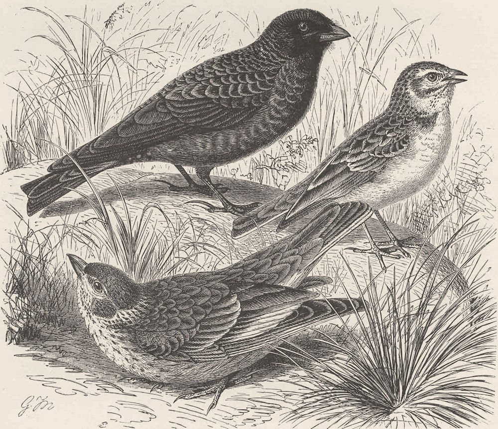 Associate Product PERCHING BIRDS. Black lark, white-winged & short-toed lark 1894 old print