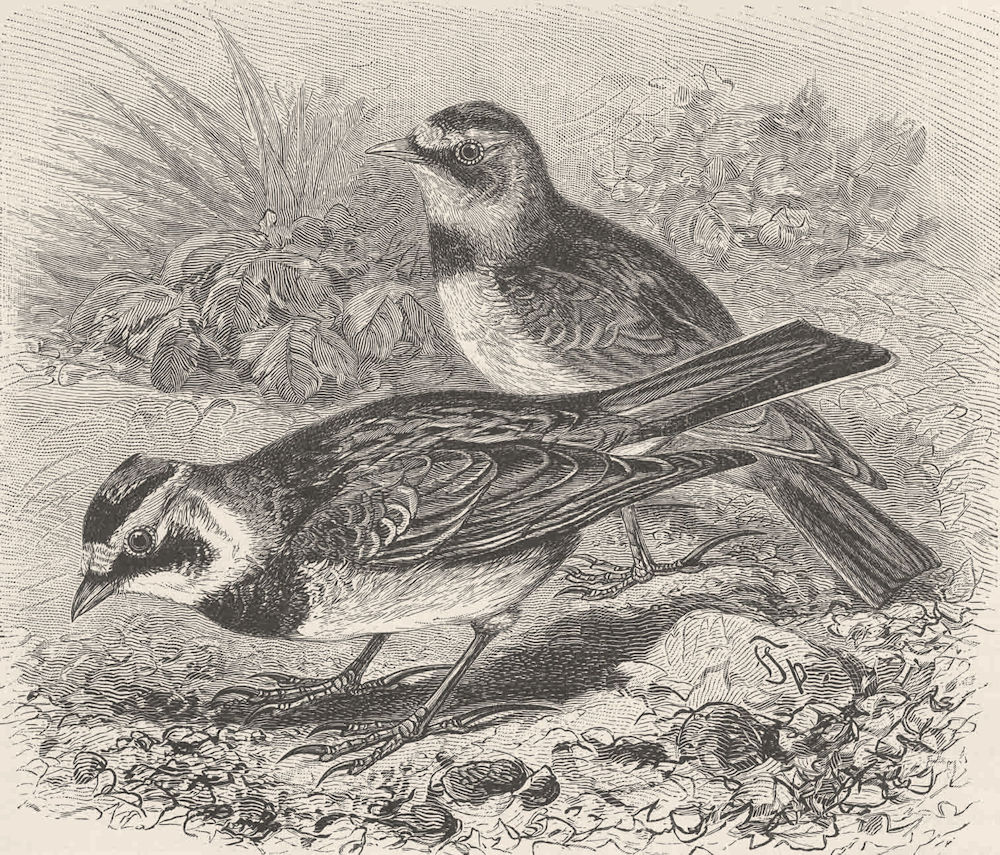 PERCHING BIRDS. Horned, or shore lark 1894 old antique vintage print picture