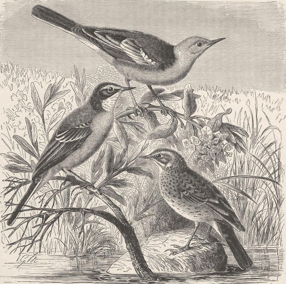 PERCHING BIRDS. Yellow-headed & blue-wagtails; meadow-pipit 1894 old print
