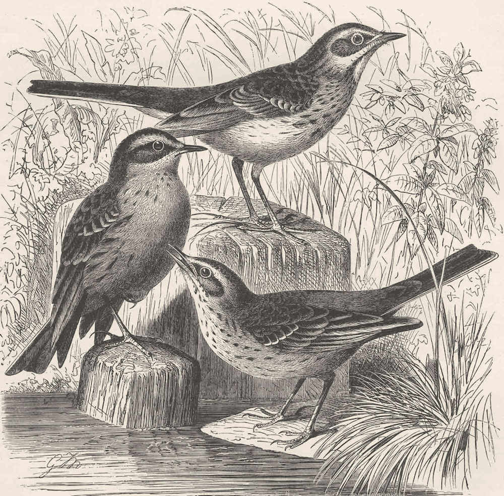 Associate Product PERCHING BIRDS. Richard's pipit, water-pipit & tawny pipit 1894 old print
