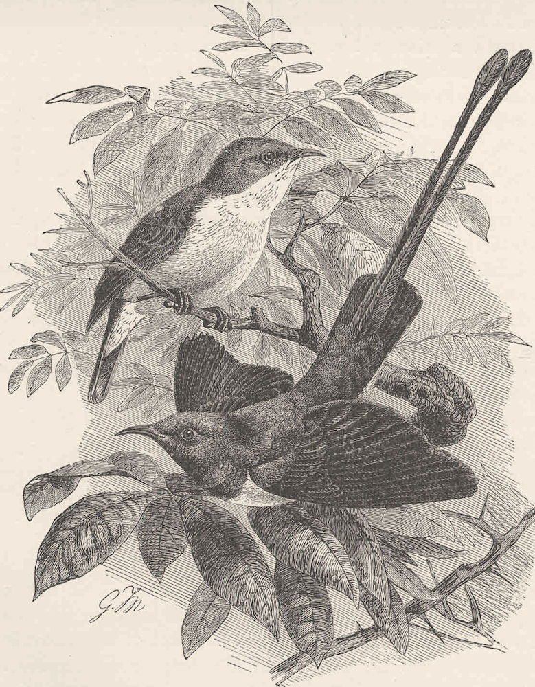PERCHING BIRDS. Male & female of the metallic sun-bird 1894 old antique print