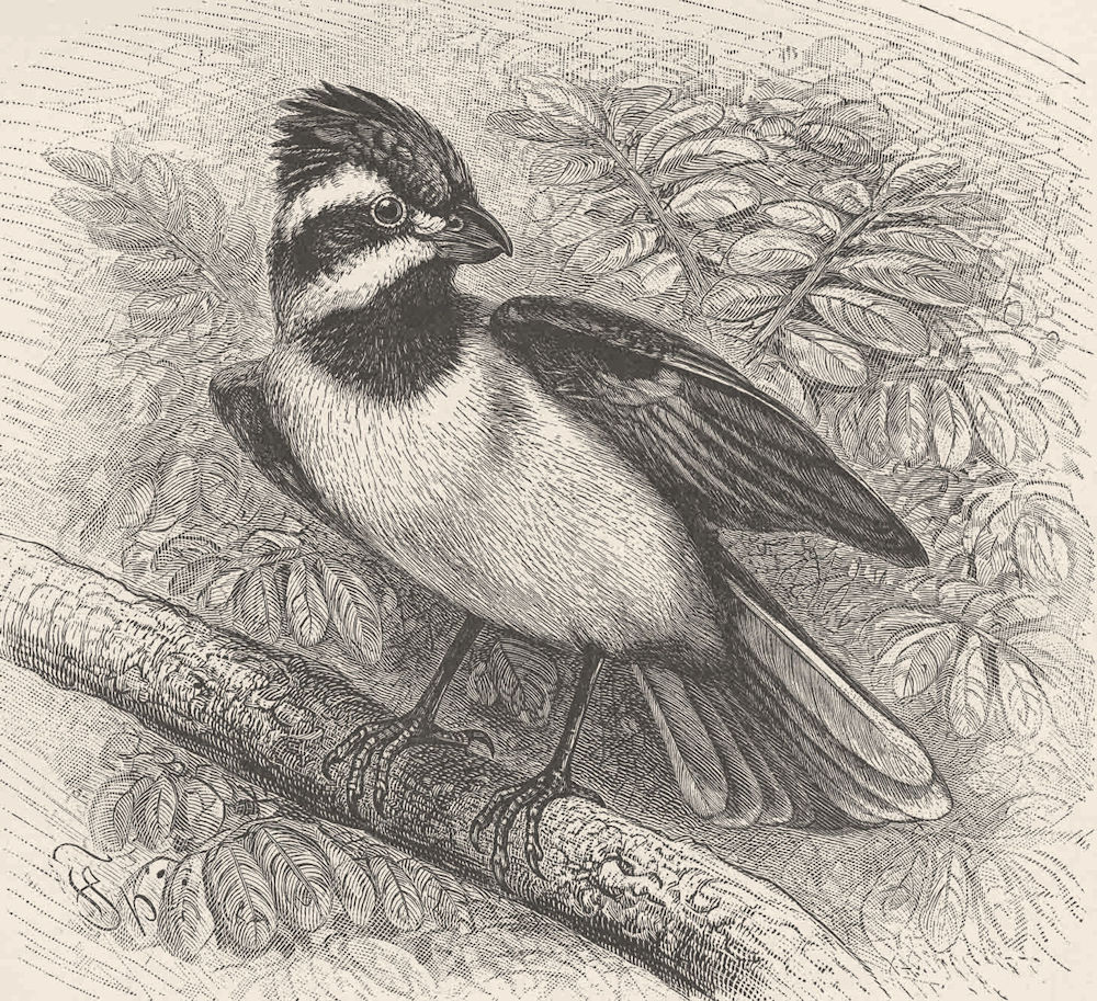 PERCHING BIRDS. Frontal shrike-tit 1894 old antique vintage print picture