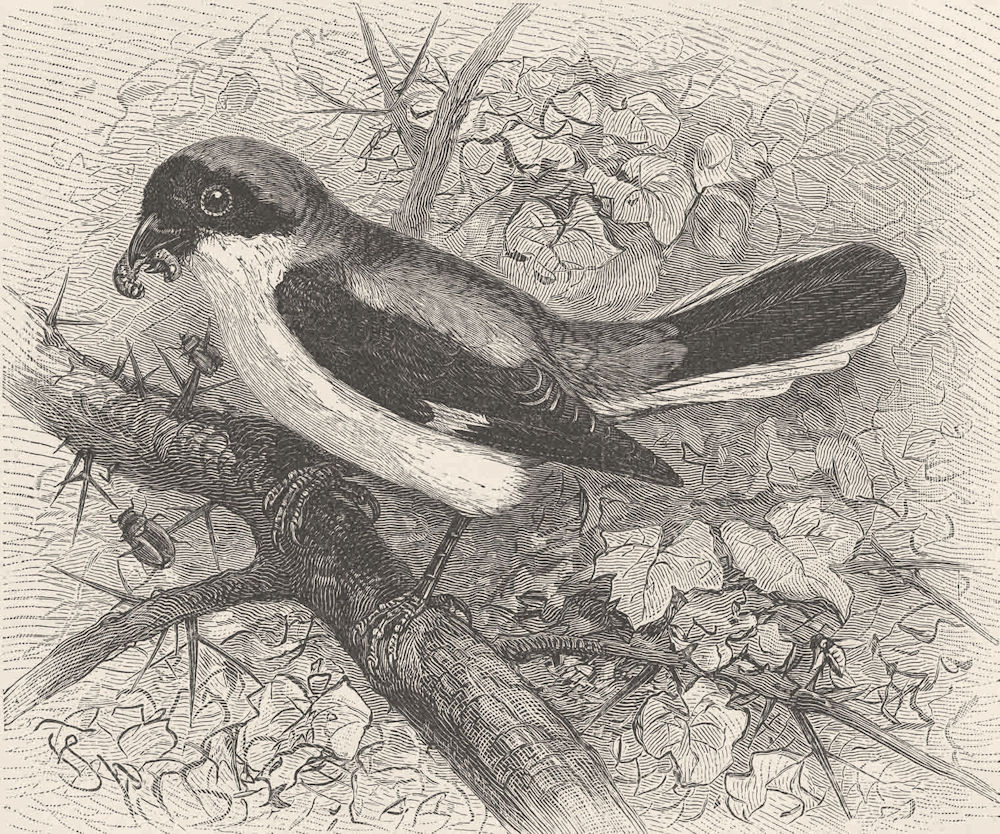 PERCHING BIRDS. Lesser grey shrike 1894 old antique vintage print picture