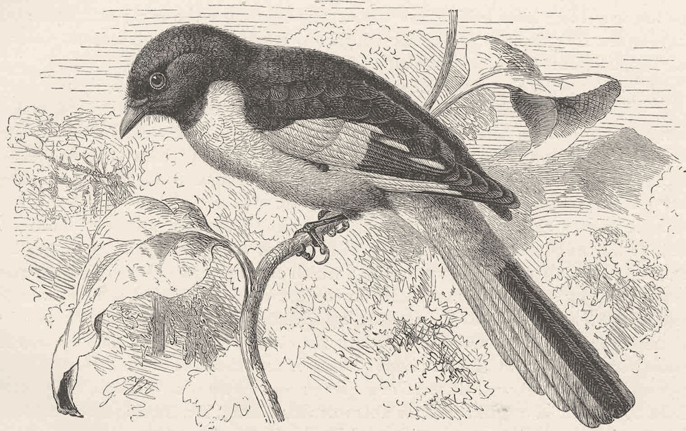 PERCHING BIRDS. Indian scarlet Minivet 1894 old antique vintage print picture