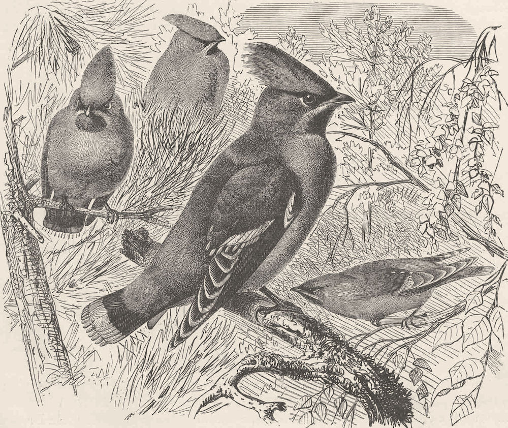 PERCHING BIRDS. Bohemian waxwing 1894 old antique vintage print picture