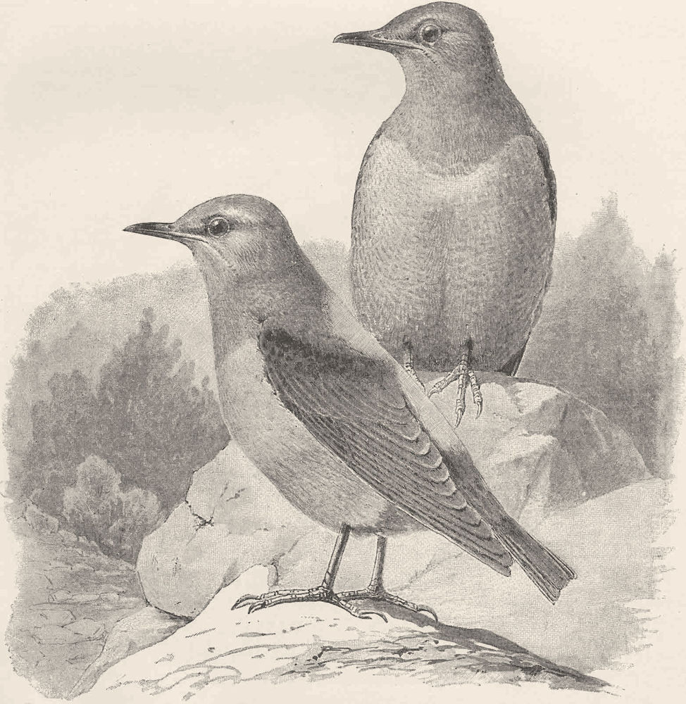 PERCHING BIRDS. A pair of rock-thrushes 1894 old antique vintage print picture