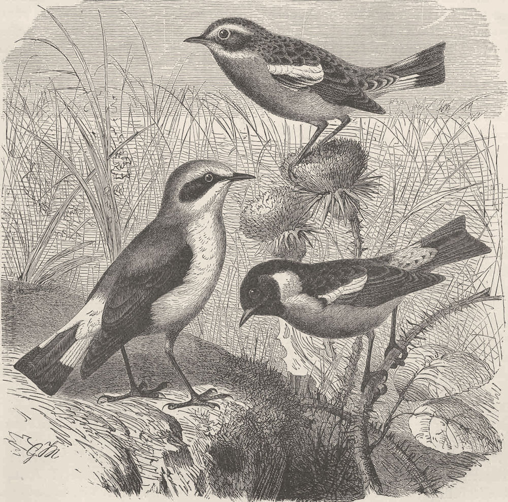 PERCHING BIRDS. Wheatear, whinchat & stonechat 1894 old antique print picture