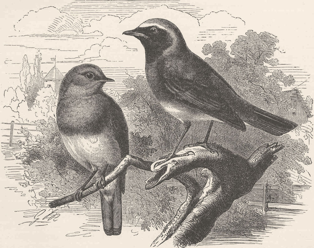 PERCHING BIRDS. Redbreast and redstart 1894 old antique vintage print picture
