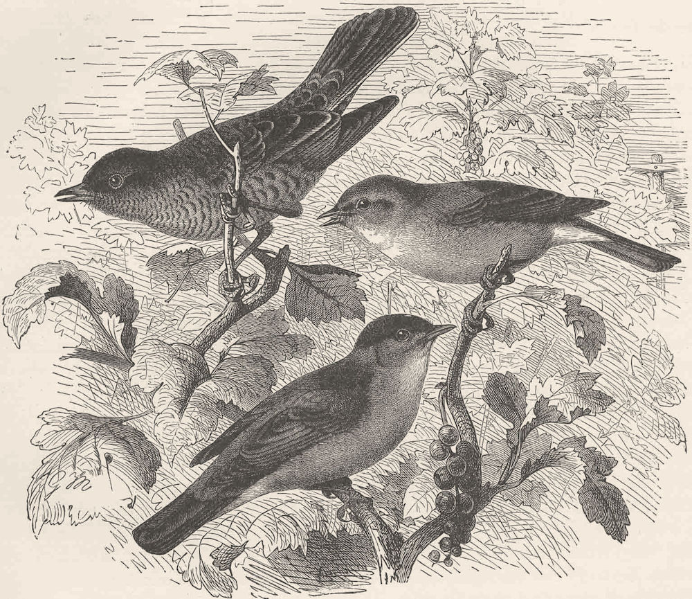 Associate Product PERCHING BIRDS. Barred & garden warblers & blackcap 1894 old antique print