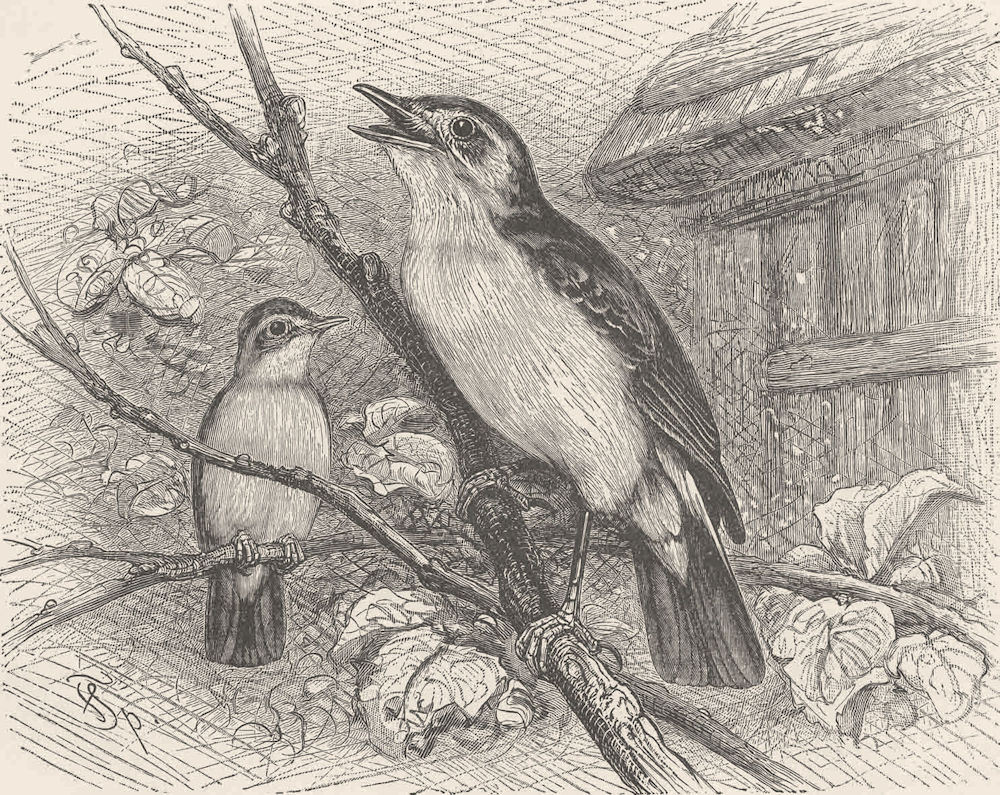 PERCHING BIRDS. Icterine warbler 1894 old antique vintage print picture