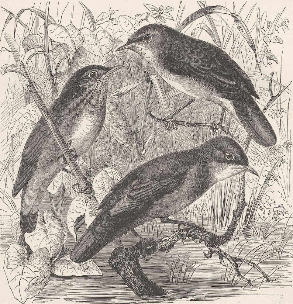 PERCHING BIRDS. Grasshopper, river & Savi's warblers 1894 old antique print