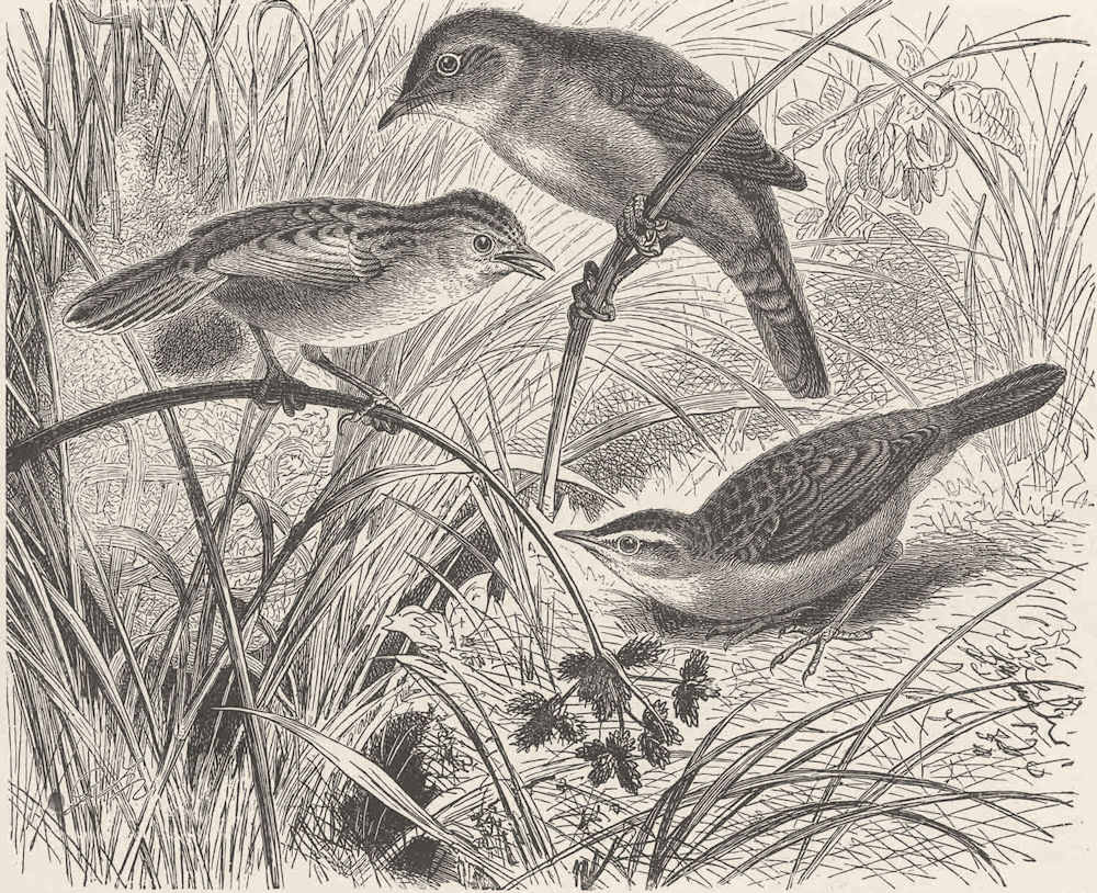 PERCHING BIRDS. Sedge-warbler, Cetti's warbler & fan-tail warbler 1894 print