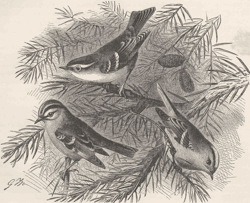 PERCHING BIRDS. Yellow-browed warbler, Firecrest & goldcrest 1894 print