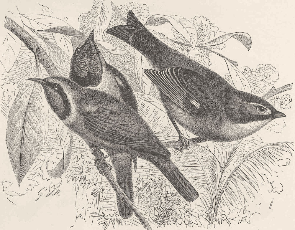 Associate Product PERCHING BIRDS. Gold-front green bulbul, red billed Liothrix 1894 print