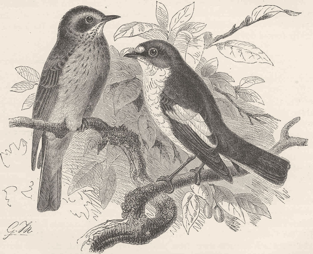 PERCHING BIRDS. Spotted and pied flycatchers 1894 old antique print picture