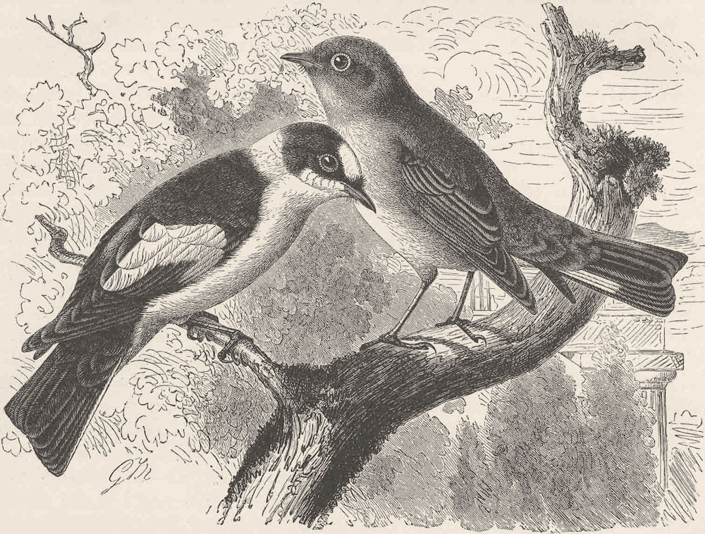 PERCHING BIRDS. White-collared & red-breasted flycatchers 1894 old print