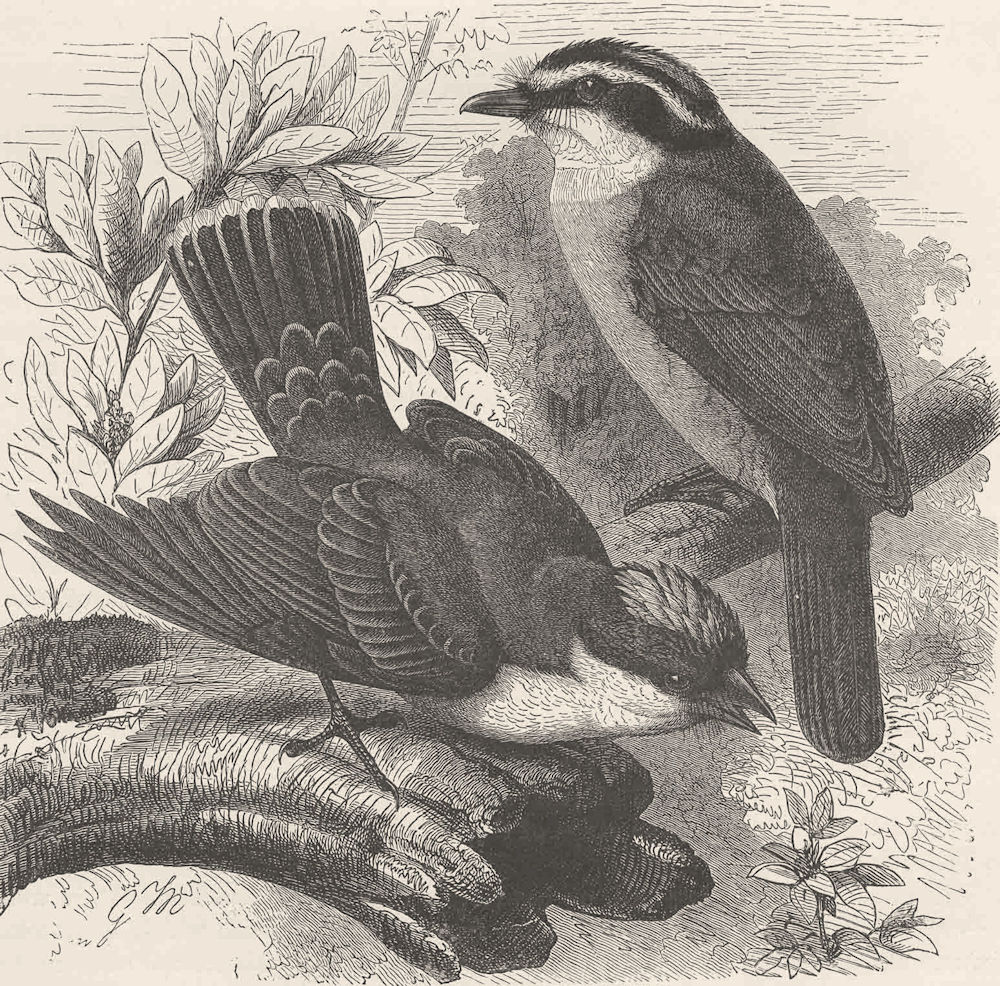 Associate Product PERCHING BIRDS. King-bird & Bienteveo tyrant flycatcher 1894 old antique print