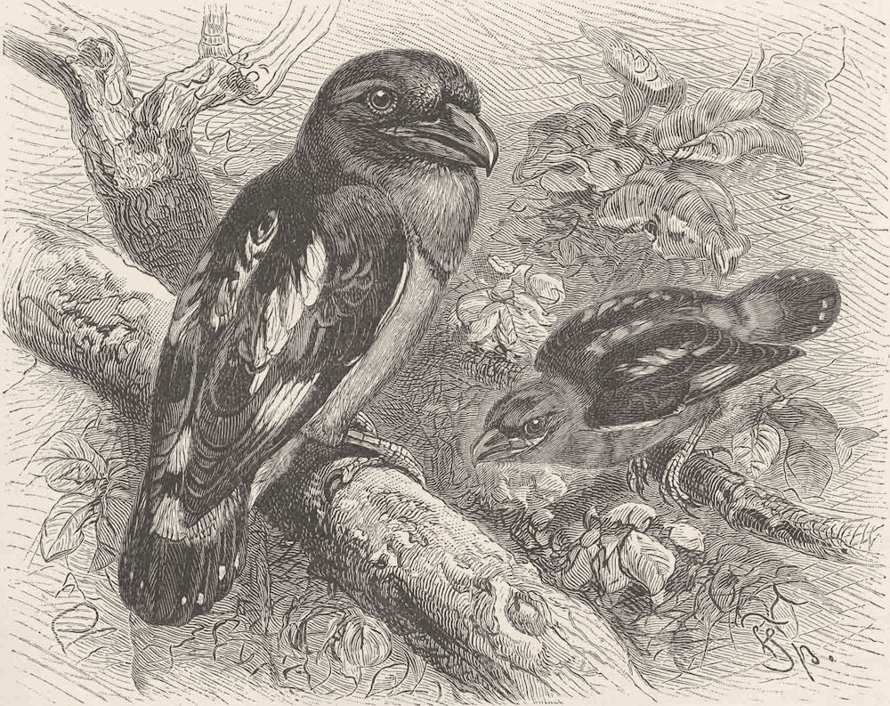 PERCHING BIRDS. Javan broadbill 1894 old antique vintage print picture
