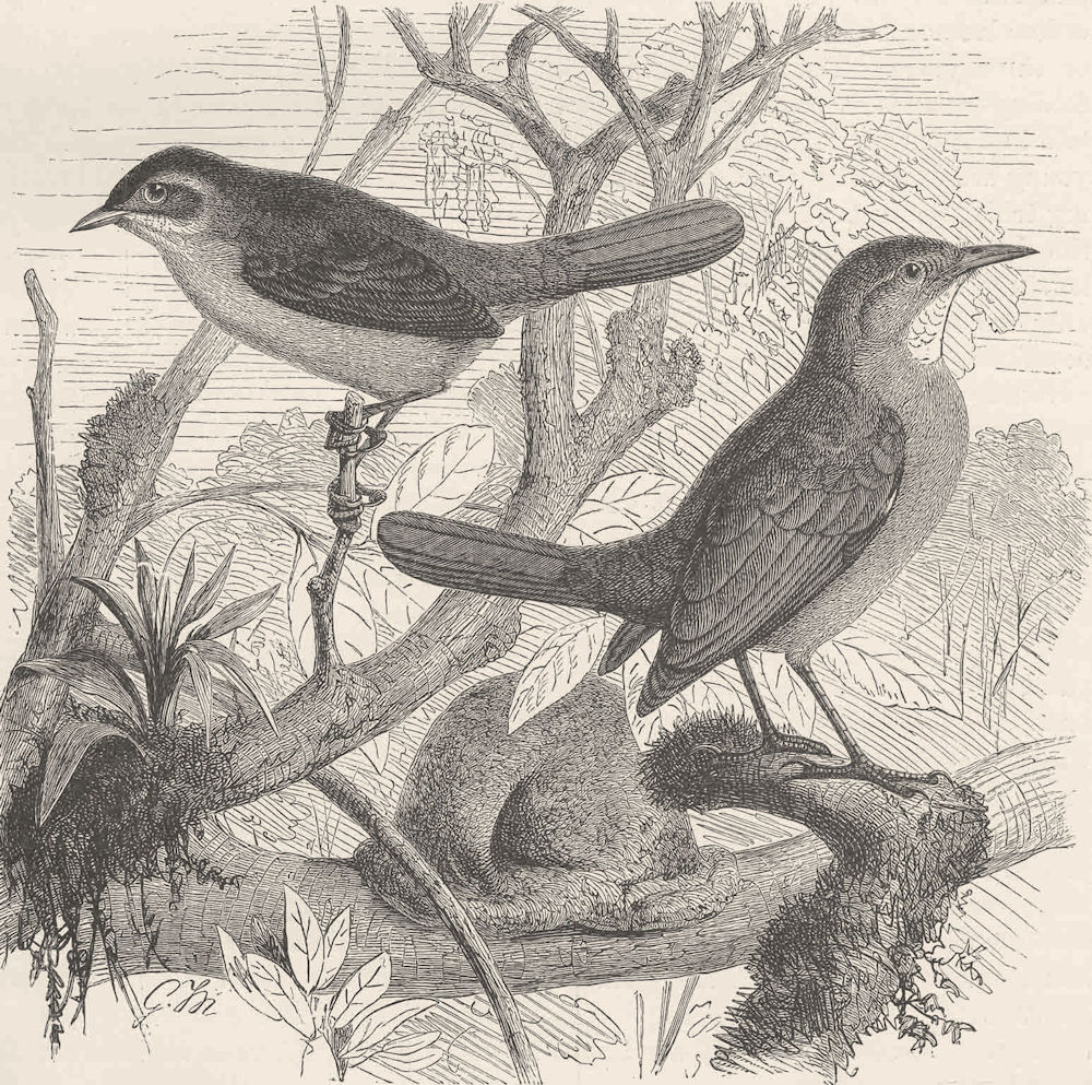 PERCHING BIRDS. Brown-fronted spine-tail & red oven-bird 1894 old print