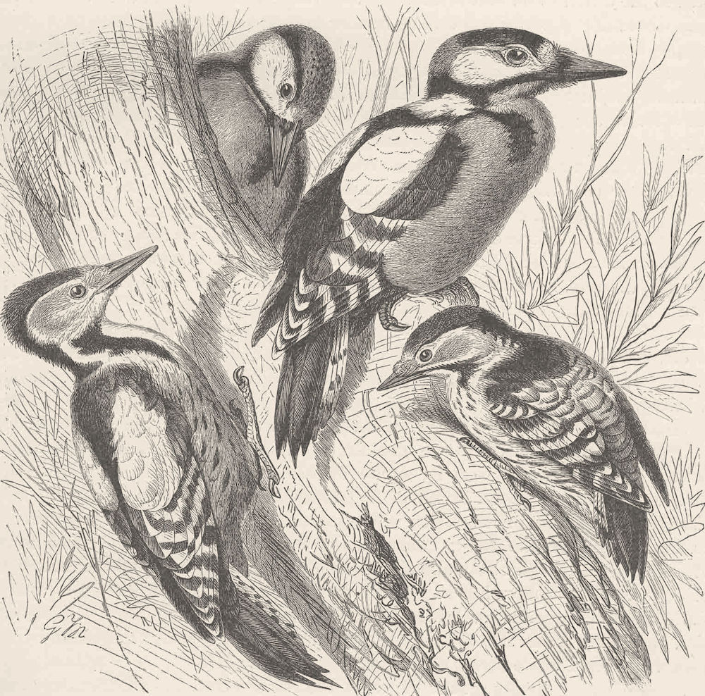 PICARIAN BIRDS. Greater, middle & lesser spotted woodpeckers 1894 old print