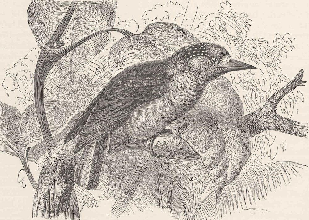PICARIAN BIRDS. Brazilian piculet 1894 old antique vintage print picture