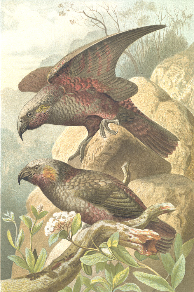 BIRDS. Kaka parrots 1895 old antique vintage print picture