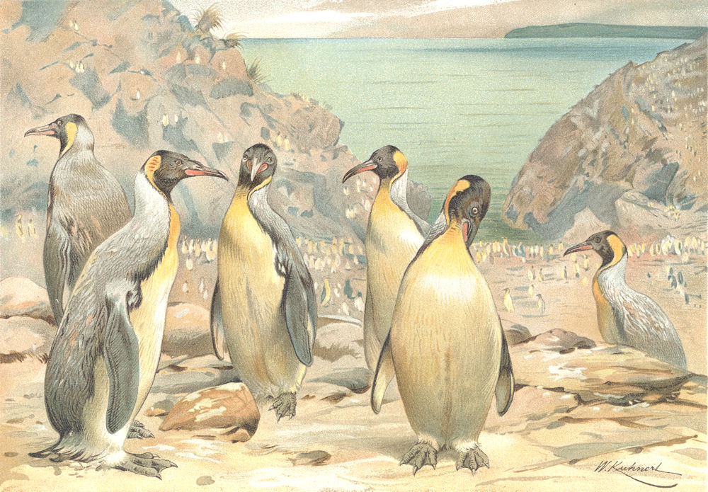 BIRDS. Giant penguins 1895 old antique vintage print picture
