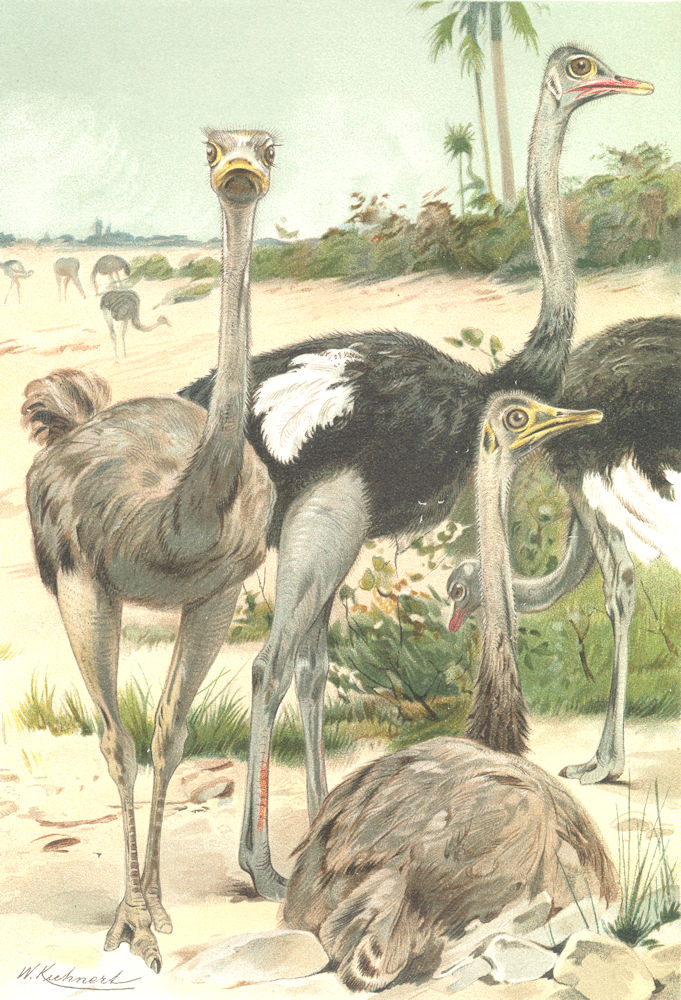 BIRDS. Ostriches 1895 old antique vintage print picture