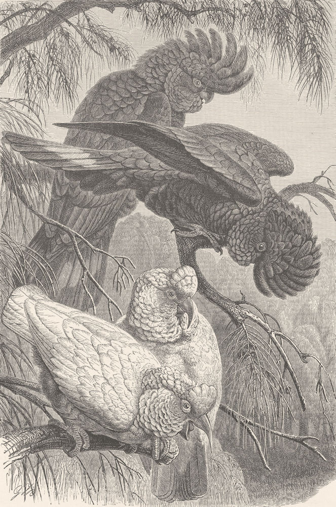 Associate Product BIRDS. Banksian & slender-billed cockatoos 1895 old antique print picture
