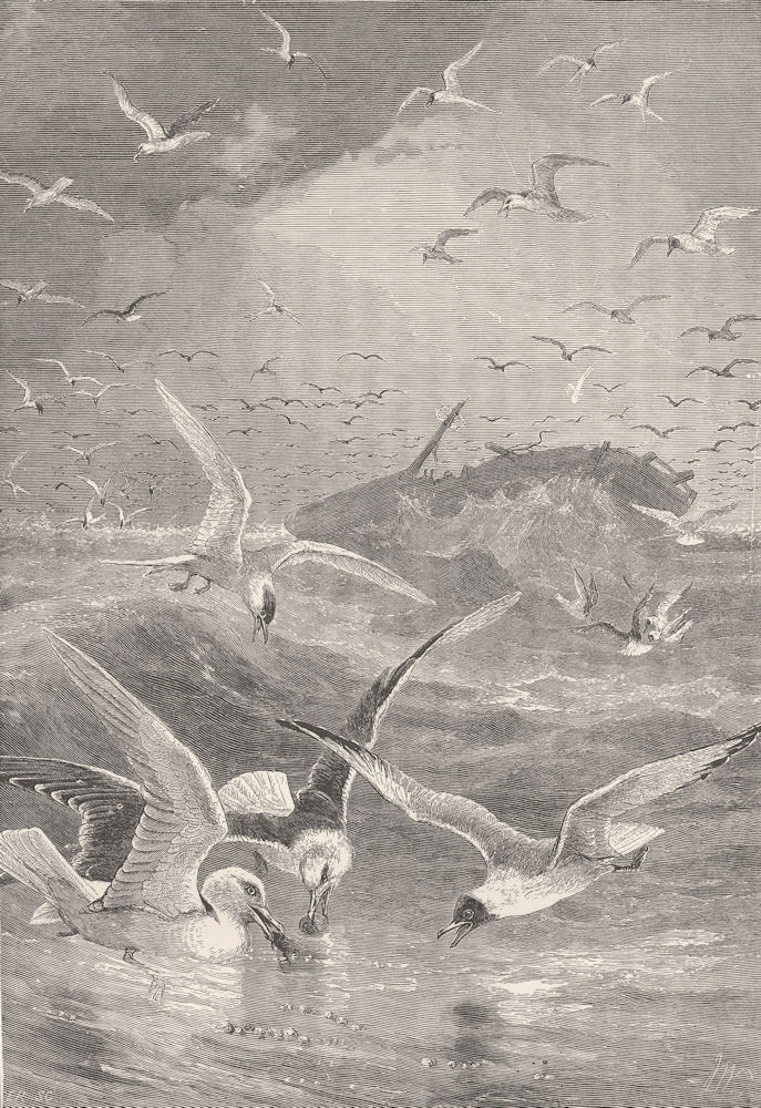 UK BIRDS. Tern; Black-backed, Glaucous, headed gull 1895 old antique print