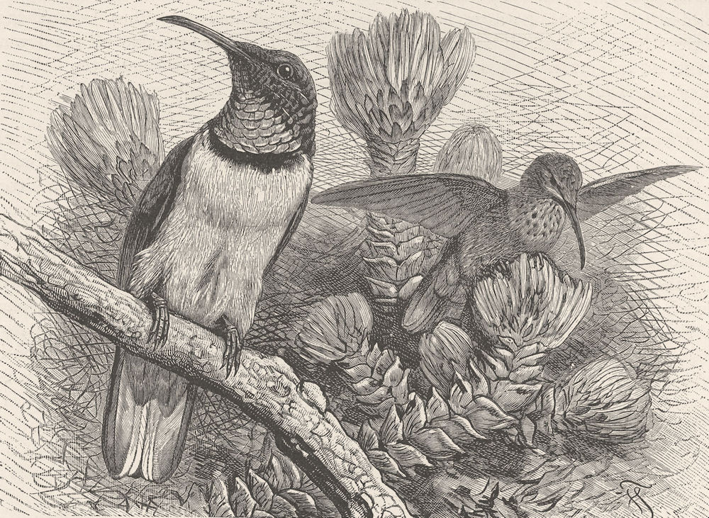 Associate Product BIRDS. Chimborazan hill-star 1895 old antique vintage print picture