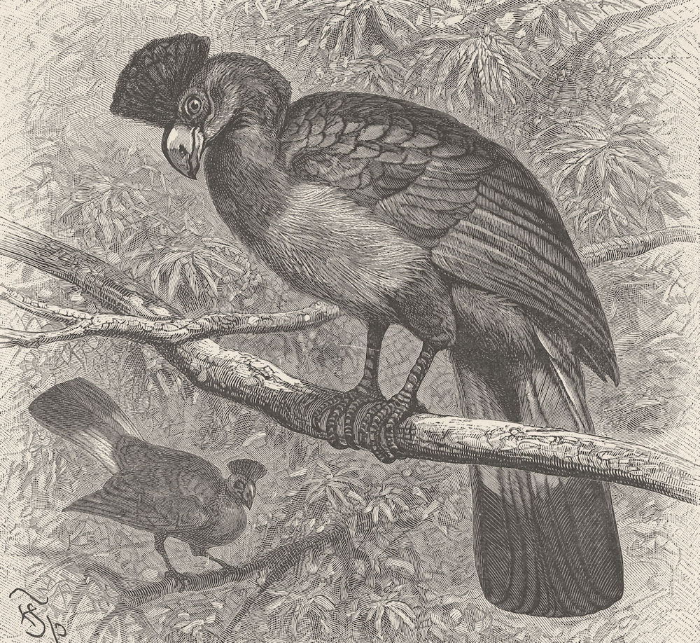 BIRDS. Giant plantain-eater 1895 old antique vintage print picture