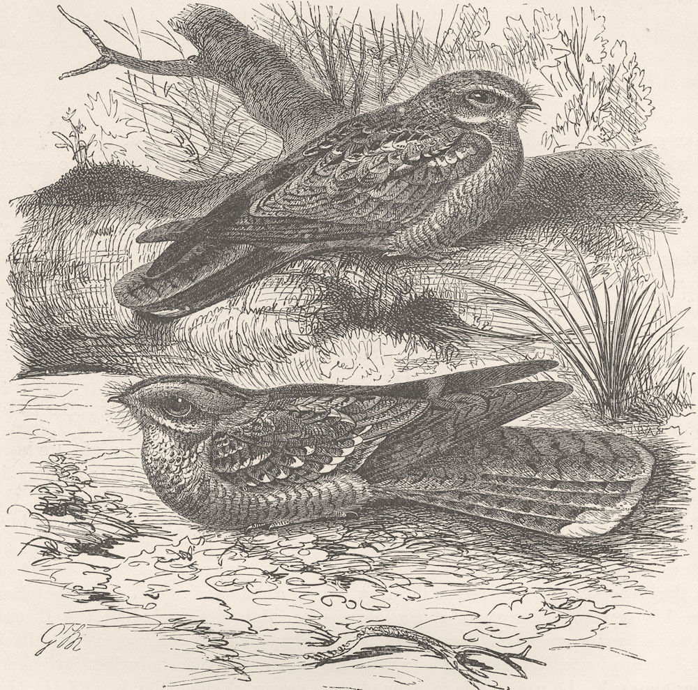 BIRDS. Common & red-necked nightjars  1895 old antique vintage print picture