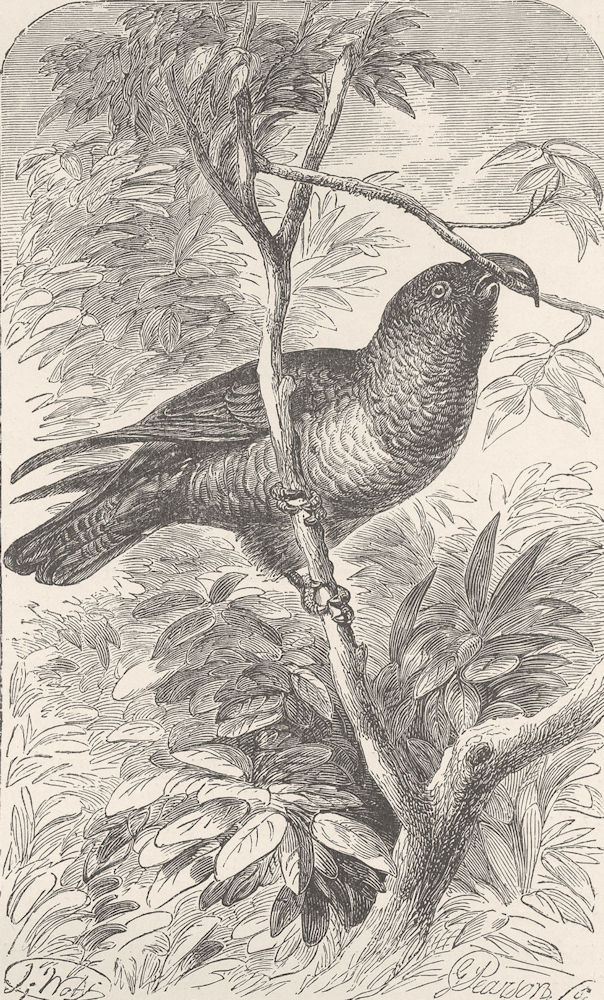 Associate Product BIRDS. Philip island parrot 1895 old antique vintage print picture
