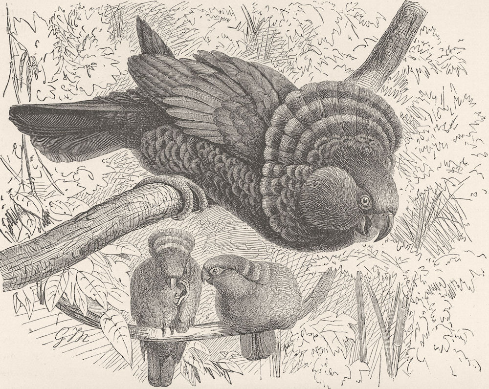 BIRDS. Hawk-billed parrot 1895 old antique vintage print picture