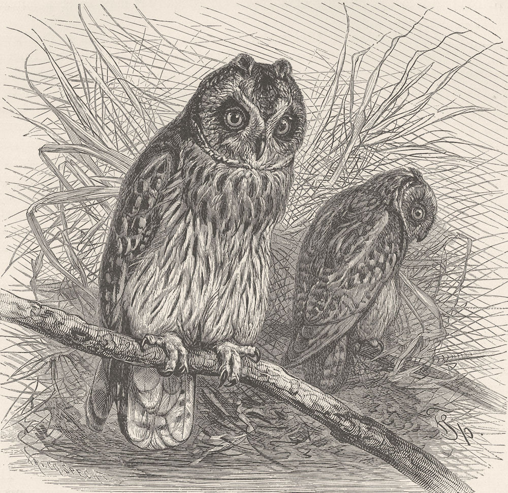 BIRDS. Short-eared owl 1895 old antique vintage print picture